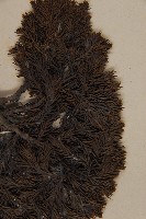 香青藏品圖，第3張