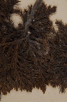 香青藏品圖，第4張