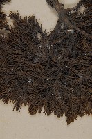 香青藏品圖，第5張