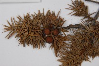 刺柏藏品圖，第3張