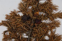 刺柏藏品圖，第4張