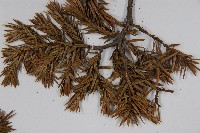 刺柏藏品圖，第5張