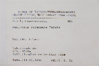 刺柏藏品圖，第2張