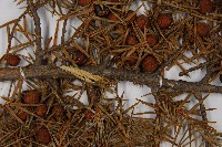 刺柏藏品圖，第3張