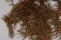 刺柏藏品圖，第4張