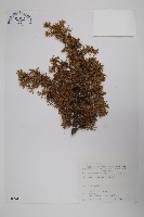 刺柏藏品圖，第1張