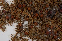 刺柏藏品圖，第3張