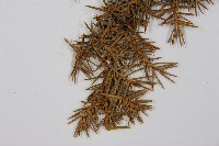 刺柏藏品圖，第4張