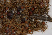 刺柏藏品圖，第5張