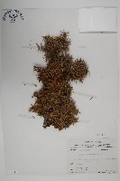 刺柏藏品圖，第1張