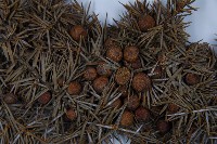 刺柏藏品圖，第3張