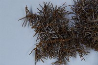 刺柏藏品圖，第4張