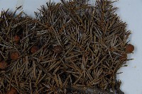 刺柏藏品圖，第5張