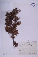 刺柏藏品圖，第1張