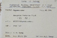 刺柏藏品圖，第2張