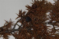 刺柏藏品圖，第3張