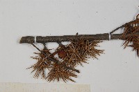 刺柏藏品圖，第4張