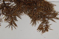 刺柏藏品圖，第5張