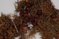 刺柏藏品圖，第3張