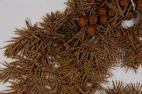 刺柏藏品圖，第4張