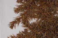 刺柏藏品圖，第5張