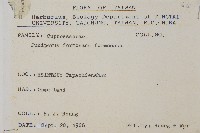 刺柏藏品圖，第2張