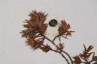 刺柏藏品圖，第3張