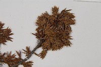 刺柏藏品圖，第4張