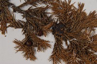 刺柏藏品圖，第3張