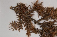 刺柏藏品圖，第4張