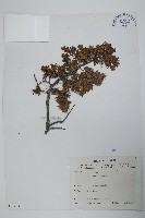 刺柏藏品圖，第1張