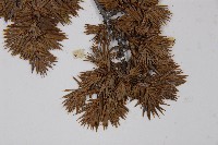 刺柏藏品圖，第3張