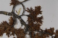 刺柏藏品圖，第4張