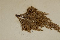 圓柏藏品圖，第4張