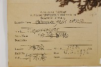 日本扁柏藏品圖，第2張