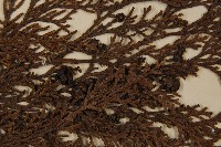 日本扁柏藏品圖，第3張