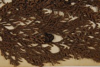 日本扁柏藏品圖，第4張