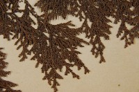 日本扁柏藏品圖，第5張