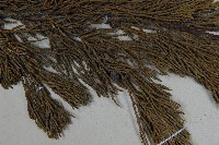 圓柏藏品圖，第3張