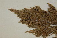 圓柏藏品圖，第4張