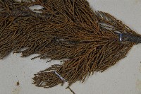 圓柏藏品圖，第5張