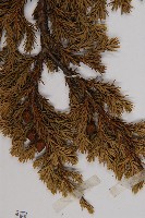 香青藏品圖，第3張