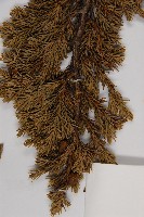 香青藏品圖，第4張