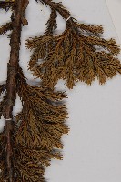 香青藏品圖，第5張