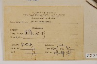 臺灣冷杉藏品圖，第2張