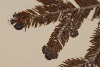 臺灣冷杉藏品圖，第3張