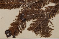 臺灣冷杉藏品圖，第4張