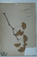 銀杏藏品圖，第1張