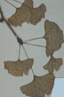 銀杏藏品圖，第3張