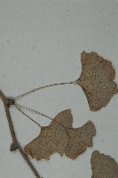 銀杏藏品圖，第4張